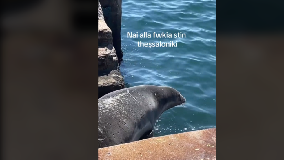 Φώκια στον Θερμαϊκό